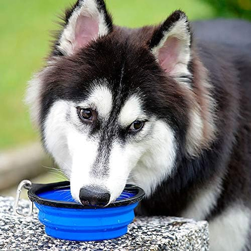 Large Collapsible Dog Travel Bowls – 34 oz (2-Pack)