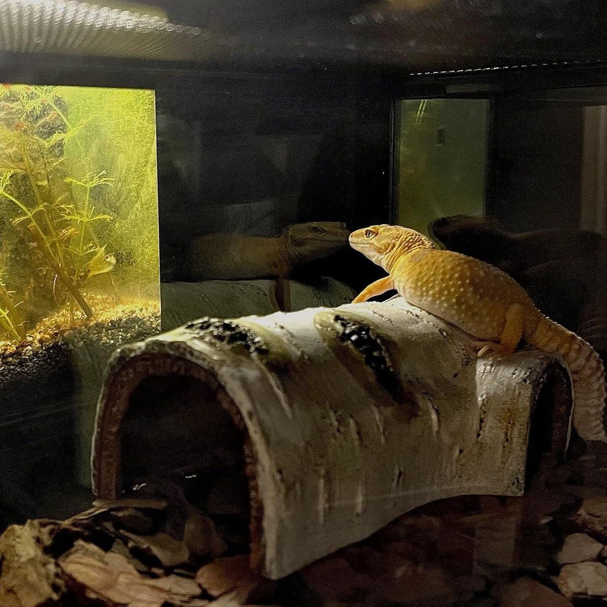 Natural Birch Bark Reptile Hide (Small)